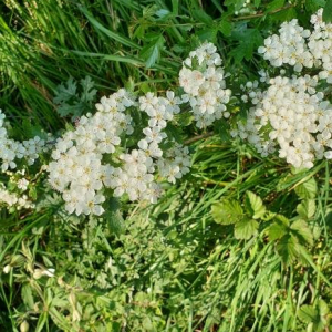 Photographie n°2387415 du taxon Filipendula vulgaris Moench [1794]