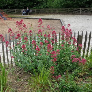 Photographie n°2387431 du taxon Centranthus ruber (L.) DC. [1805]