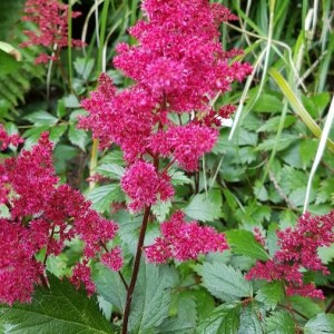  - Astilbe japonica (C.Morren & Decne.) A.Gray [1841]