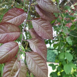 Photographie n°2387474 du taxon Fagus sylvatica L. [1753]