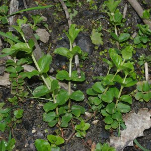 Photographie n°2387575 du taxon Lysimachia nummularia L. [1753]