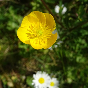 Photographie n°2387576 du taxon Ranunculus repens L. [1753]