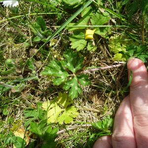 Photographie n°2387579 du taxon Ranunculus repens L. [1753]