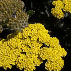 Photographie n°2387670 du taxon Achillea filipendulina Lam. [1783]