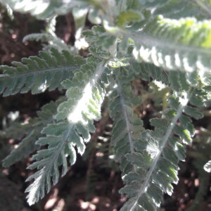 Photographie n°2387671 du taxon Achillea filipendulina Lam. [1783]