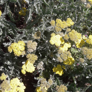 Photographie n°2387672 du taxon Achillea filipendulina Lam. [1783]
