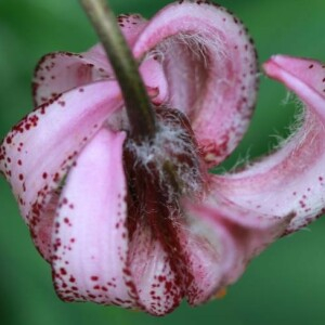 Photographie n°2387768 du taxon Lilium martagon L.