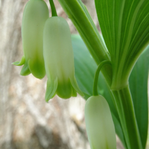 Photographie n°2387827 du taxon Polygonatum odoratum (Mill.) Druce