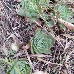 Photographie n°2387839 du taxon Sempervivum tectorum L.