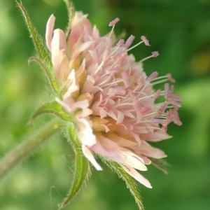 Photographie n°2387869 du taxon Knautia integrifolia (L.) Bertol. [1836]