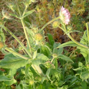 Photographie n°2387870 du taxon Knautia integrifolia (L.) Bertol. [1836]