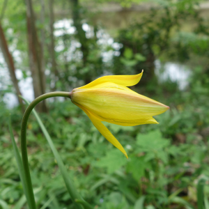 Photographie n°2388040 du taxon Tulipa sylvestris subsp. sylvestris