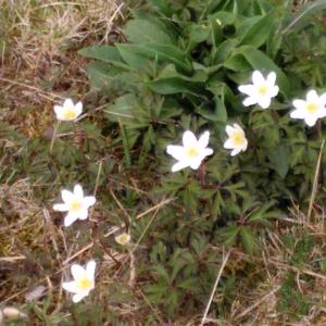 Photographie n°2388069 du taxon Anemone nemorosa L. [1753]