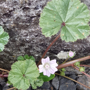 Photographie n°2388113 du taxon Malva neglecta Wallr.