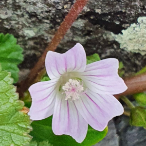 Photographie n°2388114 du taxon Malva neglecta Wallr.