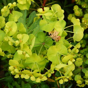 Photographie n°2388120 du taxon Euphorbia amygdaloides L. [1753]
