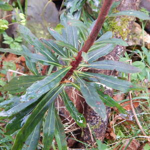 Photographie n°2388121 du taxon Euphorbia amygdaloides L. [1753]