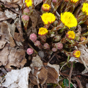 Photographie n°2388333 du taxon Tussilago farfara L. [1753]