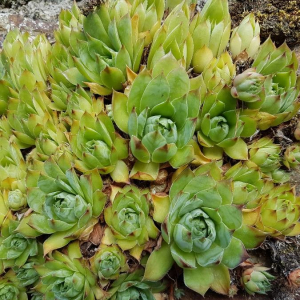 Photographie n°2388352 du taxon Sempervivum tectorum L.