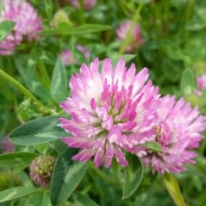 Photographie n°2388497 du taxon Trifolium pratense L. [1753]