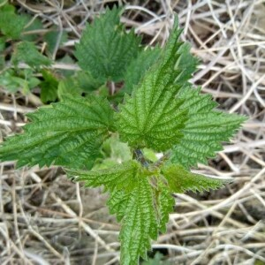 Photographie n°2388510 du taxon Urtica dioica L. [1753]