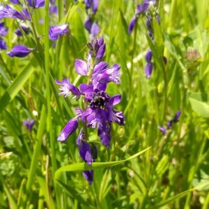 Photographie n°2388521 du taxon Polygala vulgaris L. [1753]