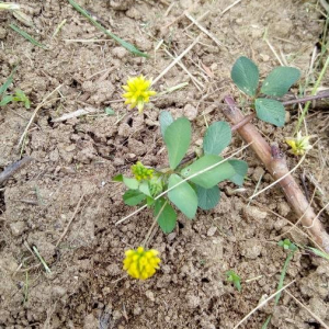 Photographie n°2388527 du taxon Medicago lupulina L. [1753]