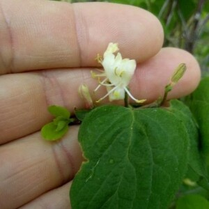 Photographie n°2388530 du taxon Lonicera xylosteum L. [1753]