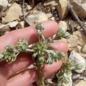 Photographie n°2388550 du taxon Filago pyramidata L. [1753]