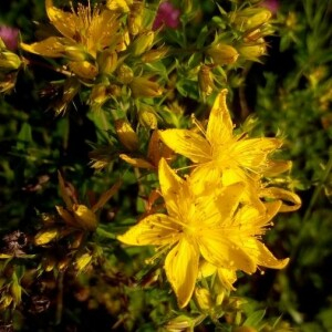 Photographie n°2388572 du taxon Hypericum perforatum L. [1753]