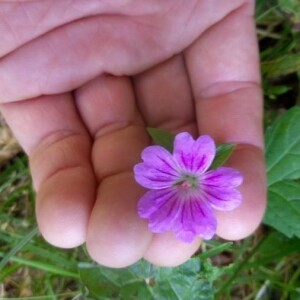 Photographie n°2388589 du taxon Geranium nodosum L.