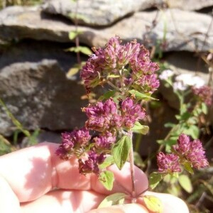 Photographie n°2388592 du taxon Origanum vulgare L.