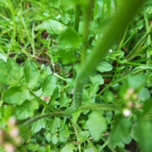 Photographie n°2388726 du taxon Cardamine amara L. [1753]