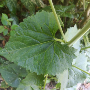 Photographie n°2388731 du taxon Lunaria annua L. [1753]