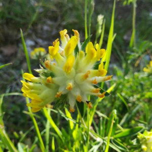 Photographie n°2388733 du taxon Anthyllis vulneraria L. [1753]