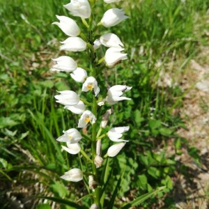 Photographie n°2388739 du taxon Cephalanthera longifolia (L.) Fritsch [1888]