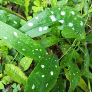 Photographie n°2388755 du taxon Pulmonaria saccharata Mill. [1768]