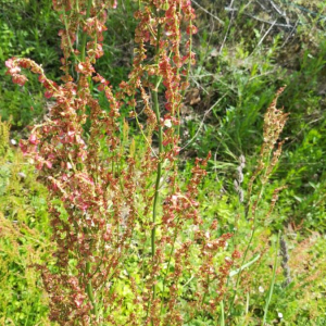 Photographie n°2388760 du taxon Rumex acetosella L. [1753]