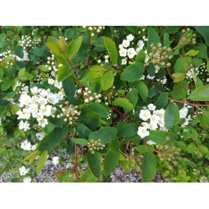 Spiraea nipponica Maxim.