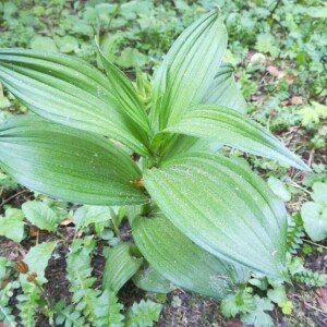 Photographie n°2388778 du taxon Veratrum album L. [1753]