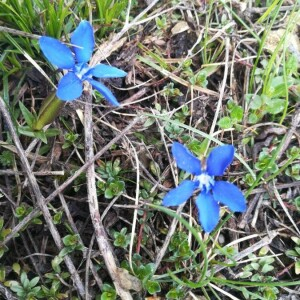 Photographie n°2388781 du taxon Gentiana verna L. [1753]