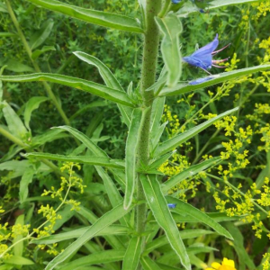 Photographie n°2388804 du taxon Echium vulgare L. [1753]