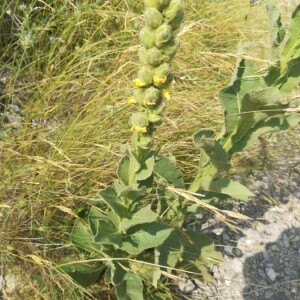 Photographie n°2388815 du taxon Verbascum thapsus L. [1753]