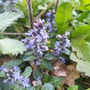 Photographie n°2388838 du taxon Ajuga reptans L. [1753]