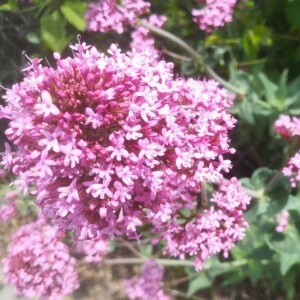 Photographie n°2388842 du taxon Centranthus ruber (L.) DC.