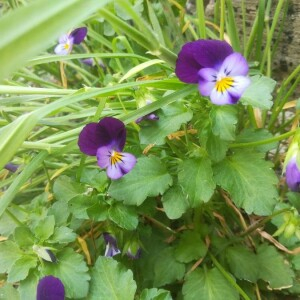 Photographie n°2388845 du taxon Viola tricolor L. [1753]