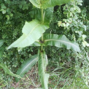 Photographie n°2388849 du taxon Dipsacus fullonum L. [1753]