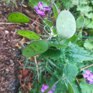 Photographie n°2388850 du taxon Lunaria annua L.