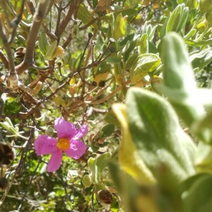 Photographie n°2388857 du taxon Cistus albidus L. [1753]