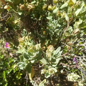 Photographie n°2388858 du taxon Cistus albidus L. [1753]